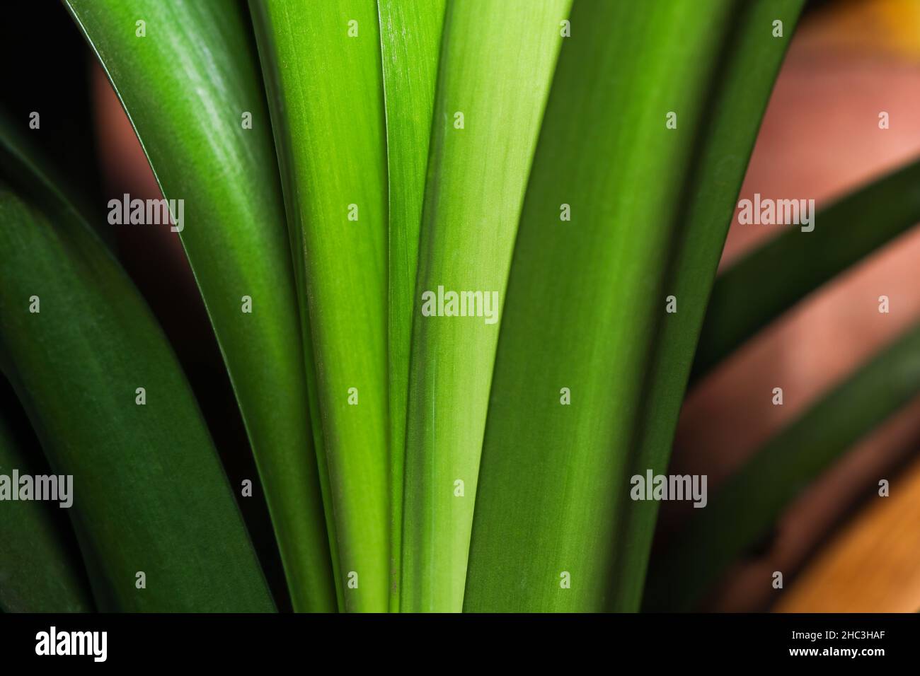 Bright Green Bush Lily Leaves Abstract (Clivia miniata) Stock Photo