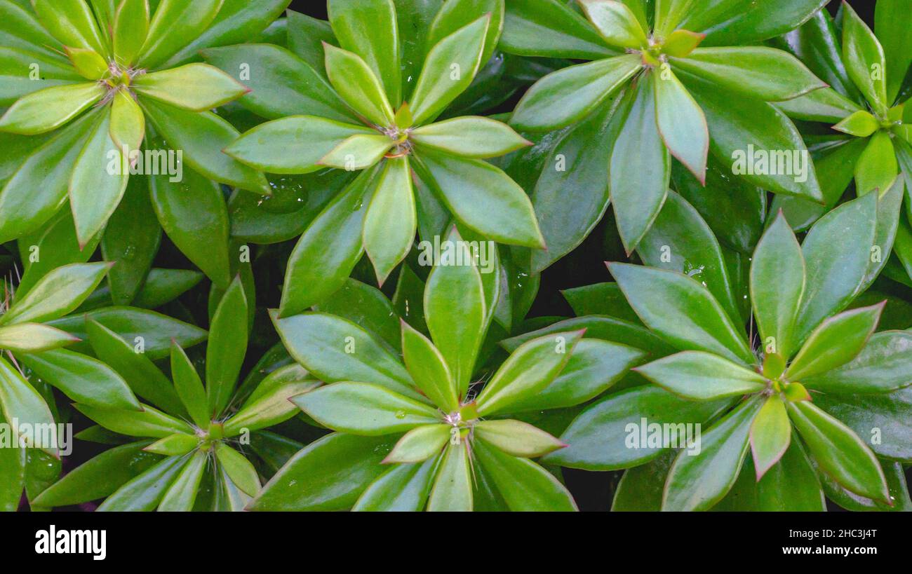 Pereskiopsis leaves from above. Natural green leaves background Stock Photo