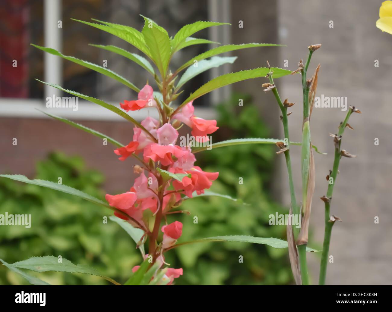 A Closeup selective Picture of Orange colored Impatiens Balsamina Flowers in a Garden in India Stock Photo