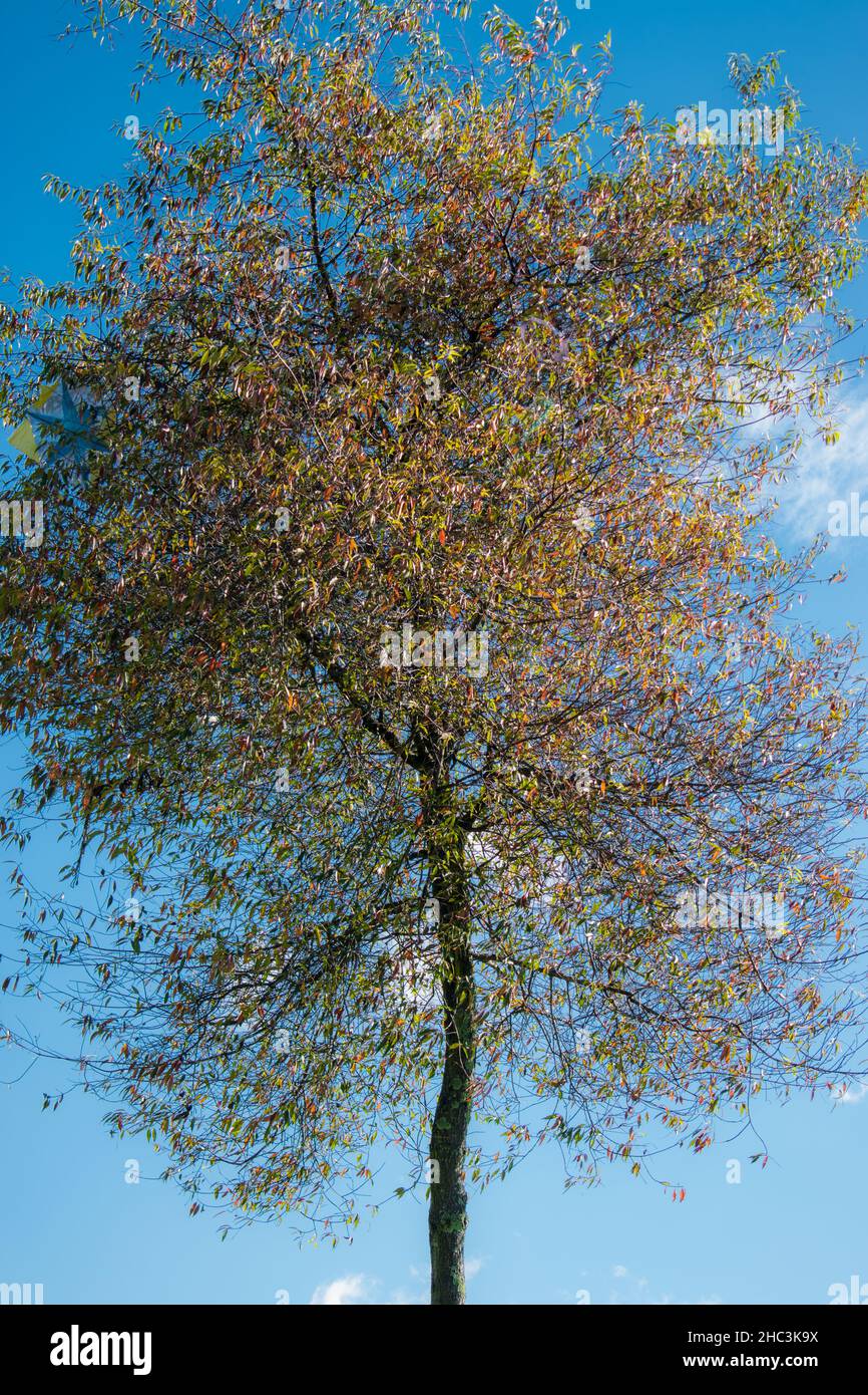 Colorful tall tree with a blue sky at background at dawn Stock Photo