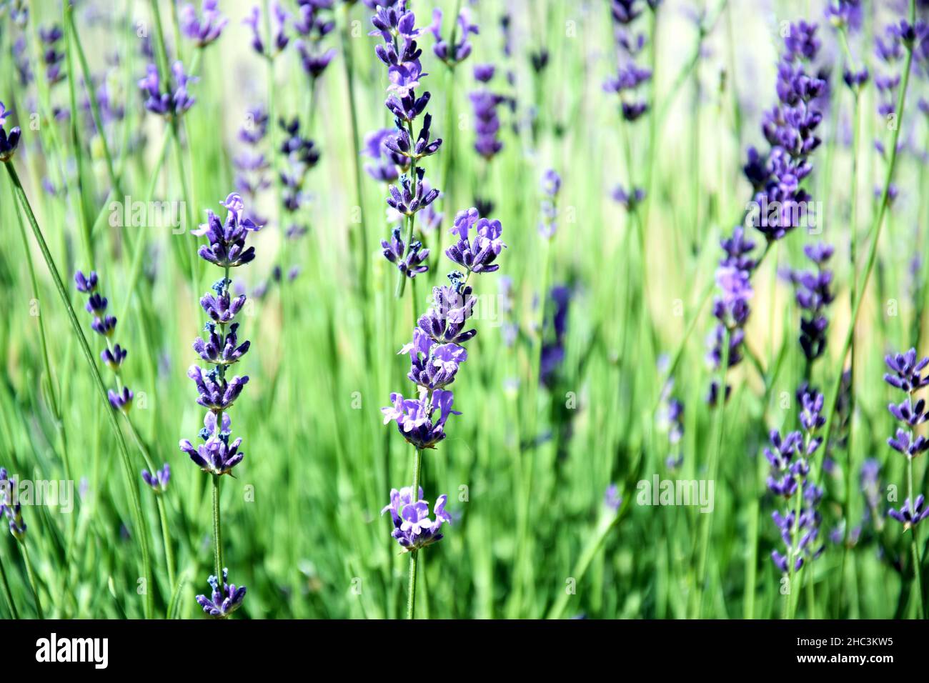 Field of Lavender in Spring time Stock Photo - Alamy