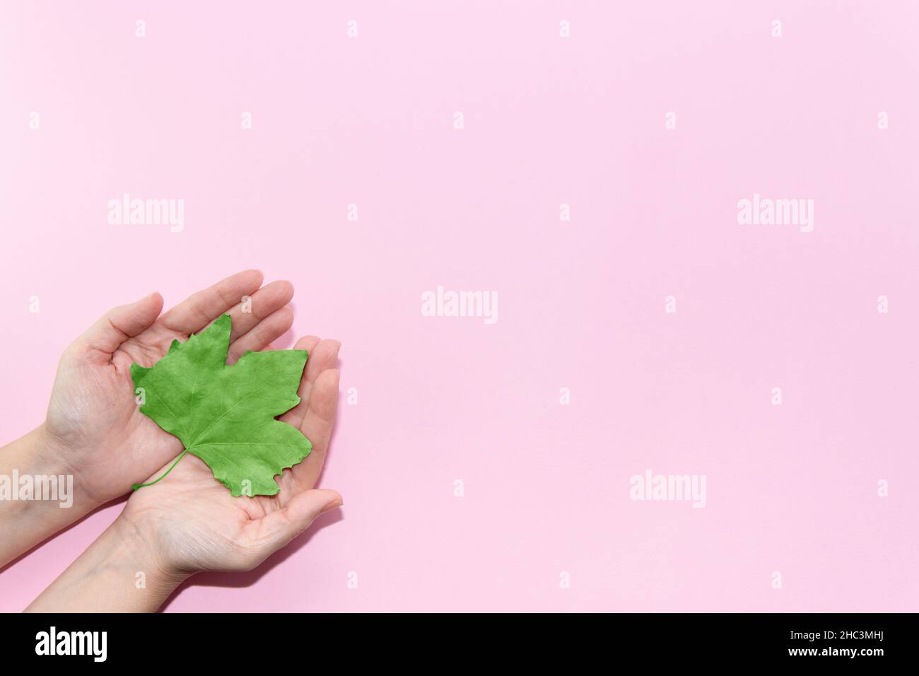 Green Energy, Renewable and Sustainable Resources. Environmental and Ecology Care Concept. Hands holding a green leaf on pastel pink background. Stock Photo
