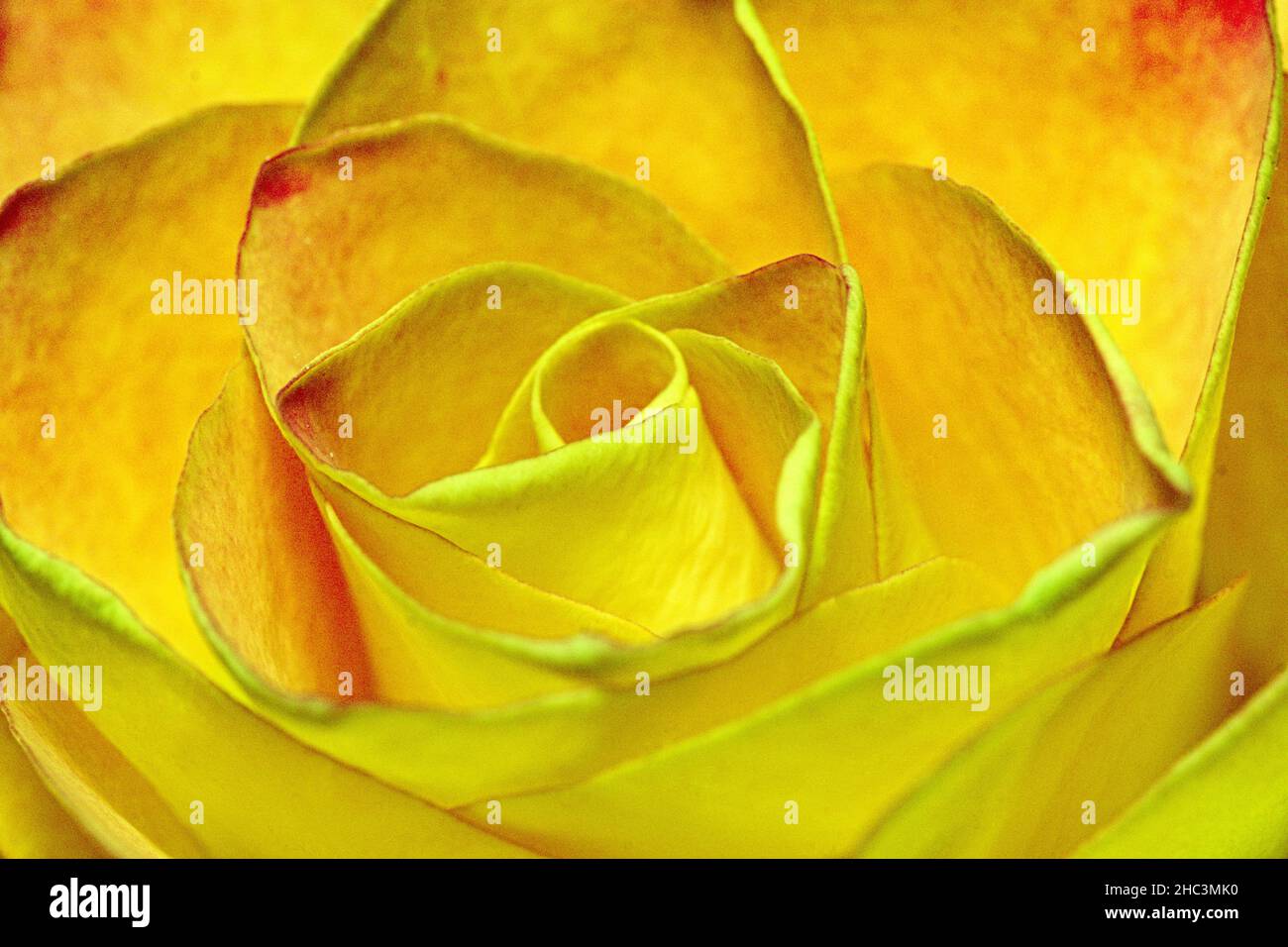 Rosenblüte einzeln gelb Stock Photo