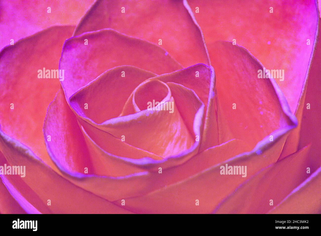 Rosenblüte einzeln violett - lila Stock Photo