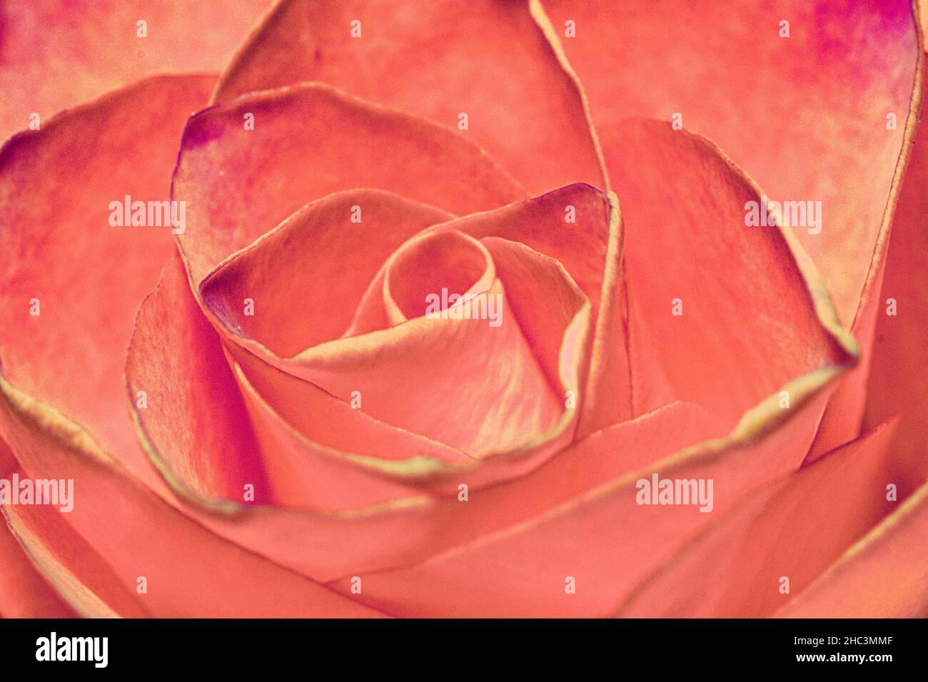 Rosenblüte einzeln cremfarbig - rot Stock Photo