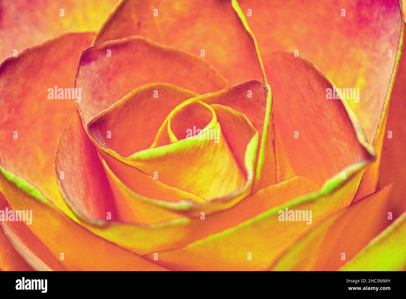 Rosenblüte einzeln orange rot gelb Stock Photo