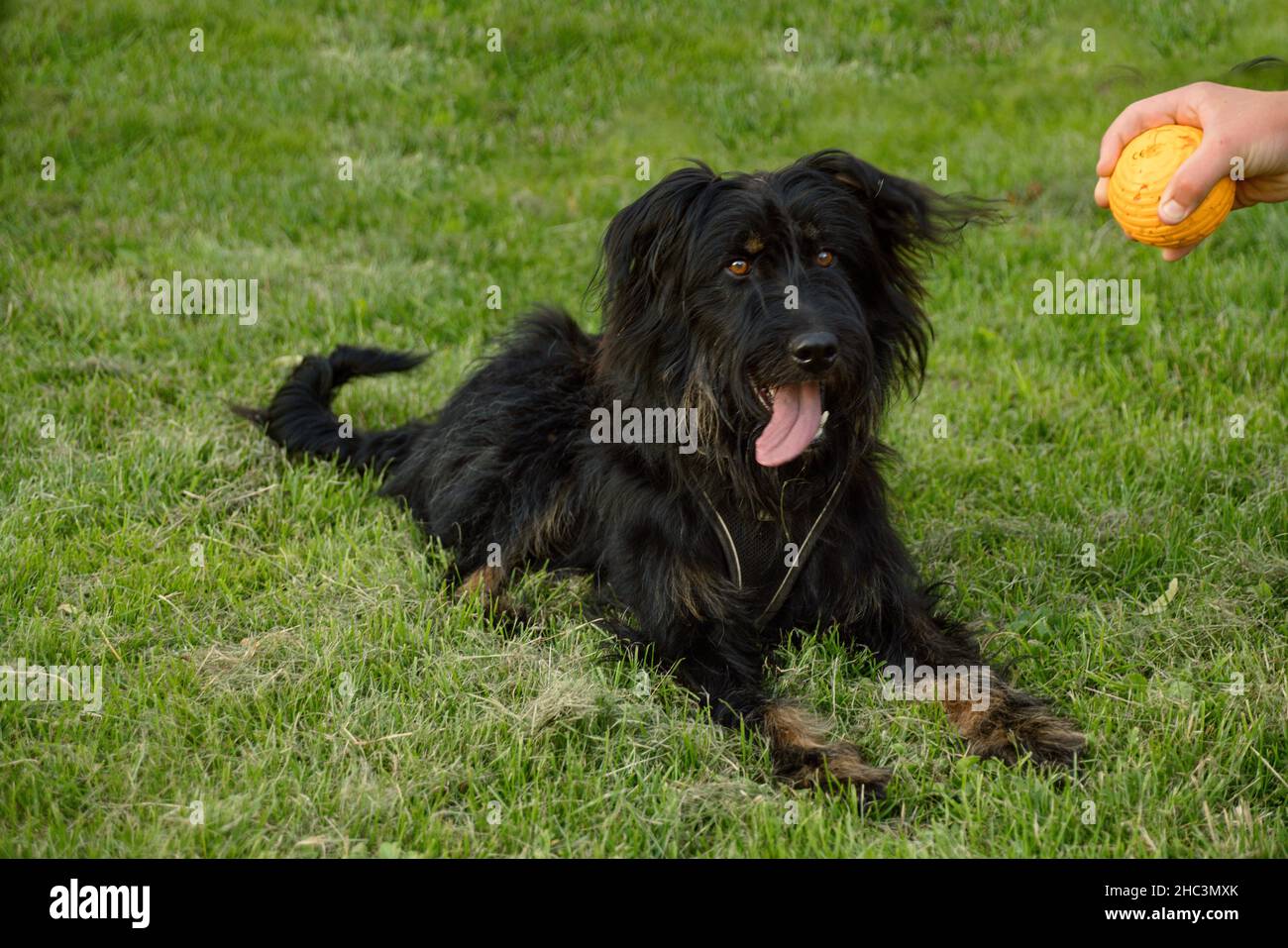 Hundetraining mit Strober II Stock Photo