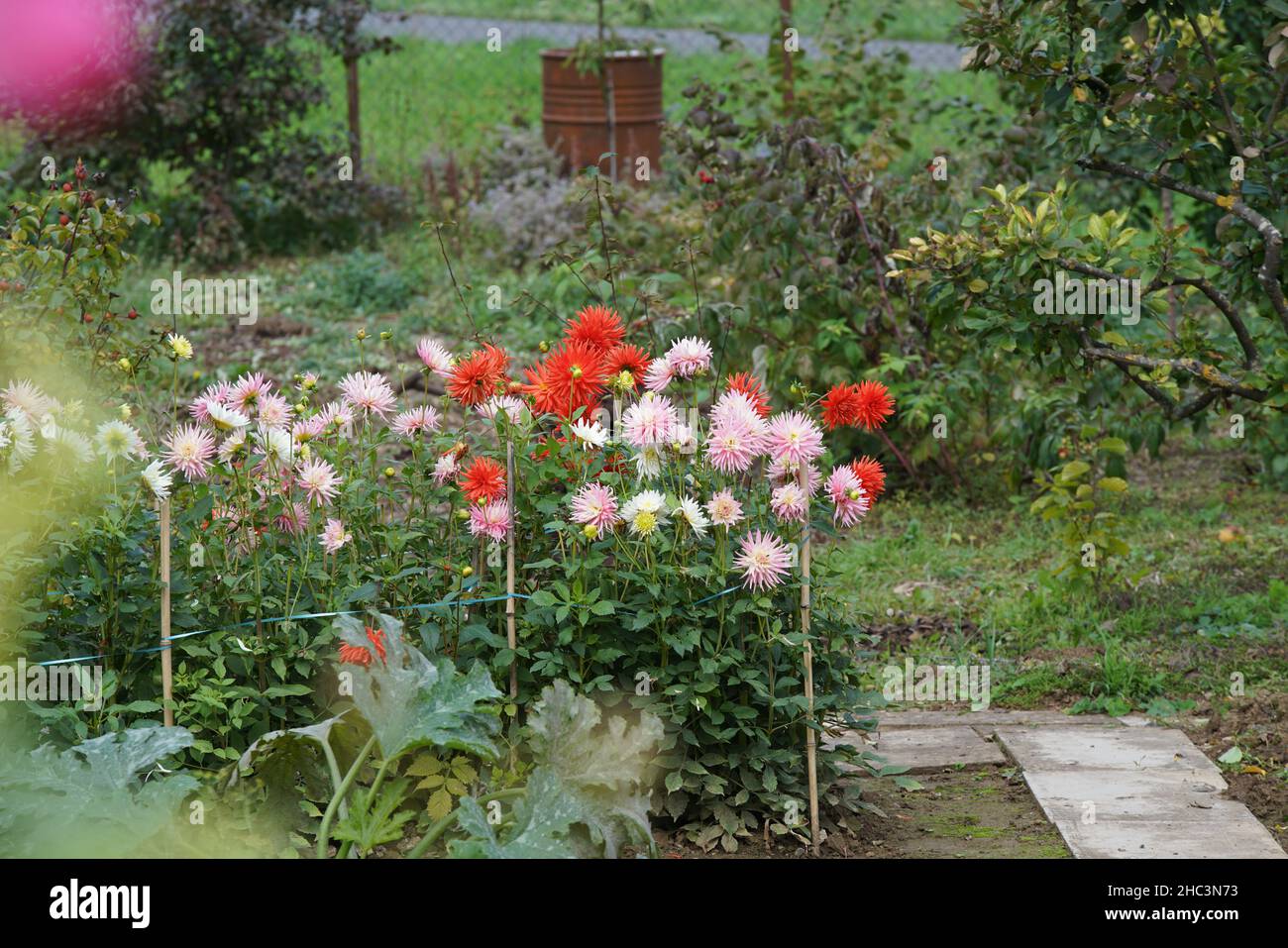 Dahlien rosa und rot im Herbstgarten Stock Photo
