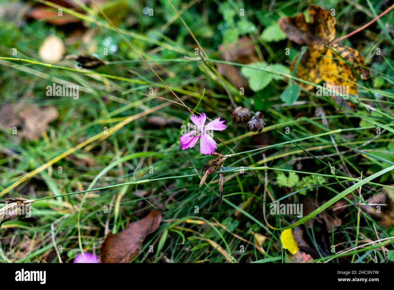 Grass of castle Arnstein Stock Photo Alamy