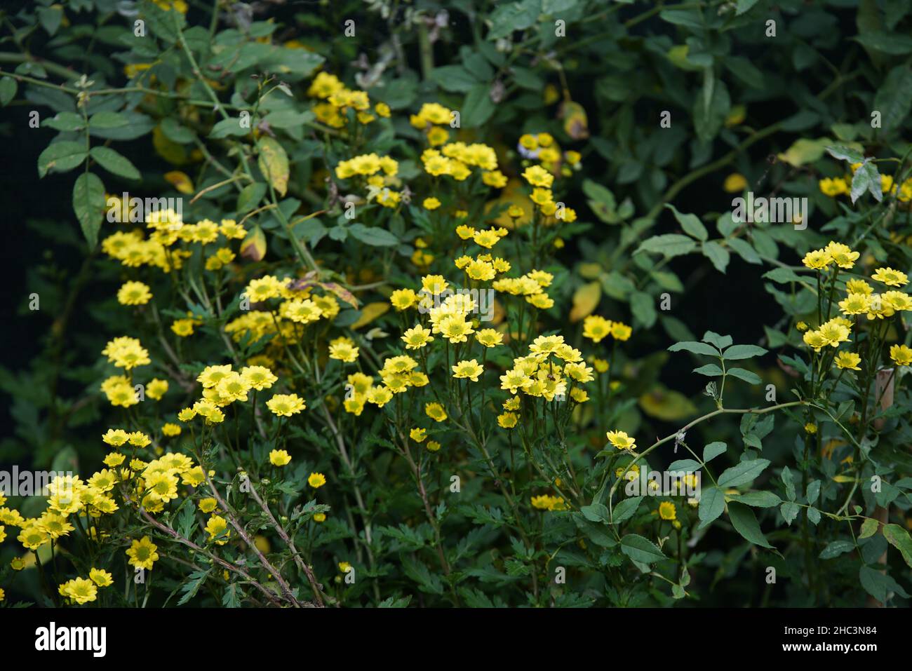 gelbe Chrysanthemen - Chrysanthemum Stock Photo