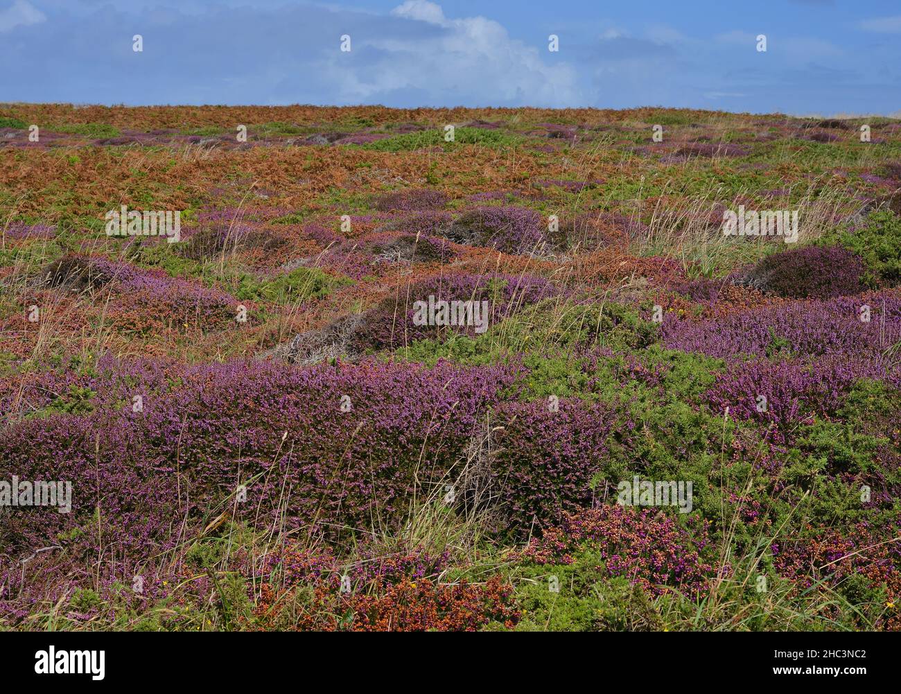 Colorful blooming plants mostly Calluna Vulgaris at the coast in Brittany, France Stock Photo