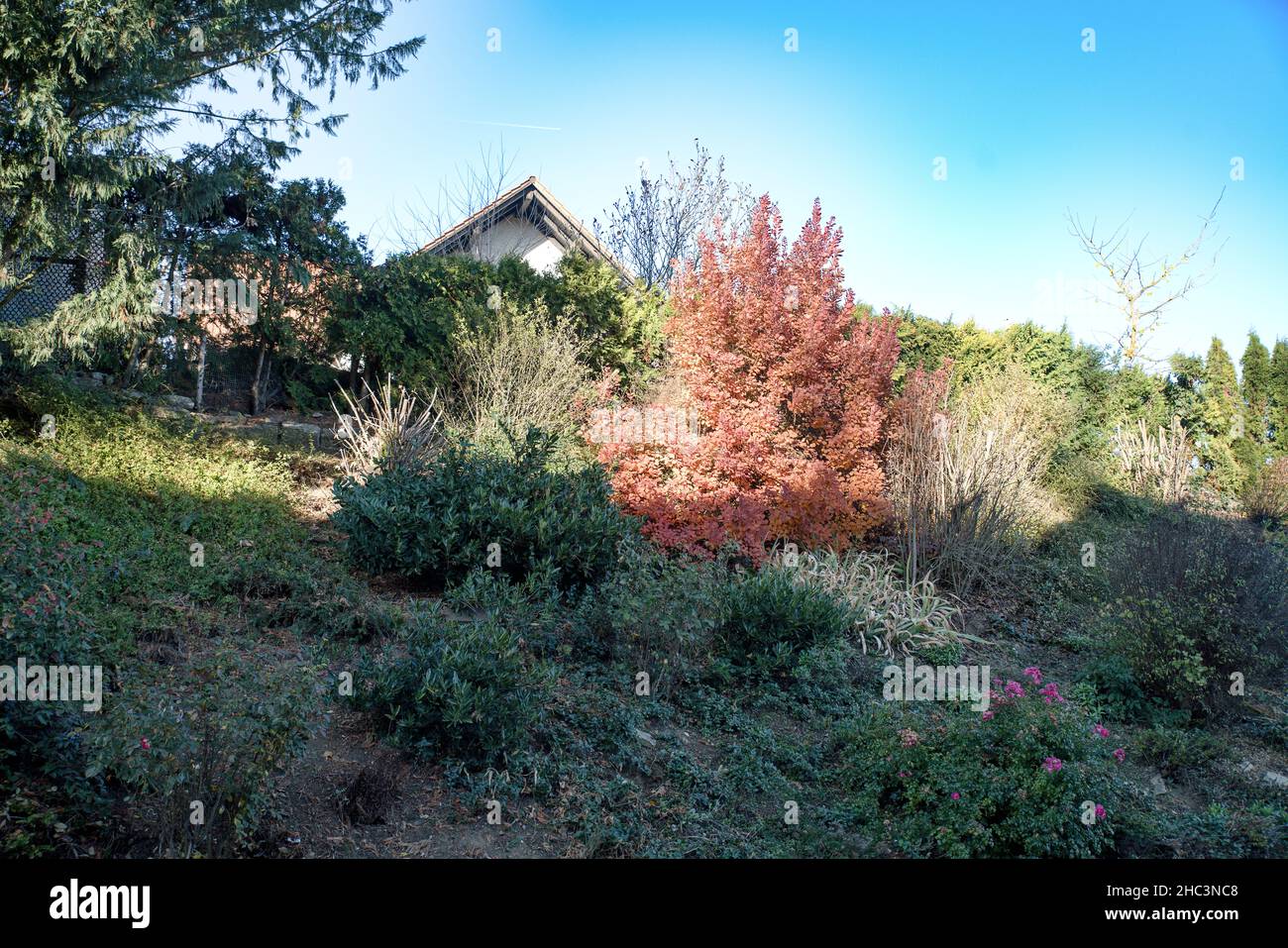 Herbststimmung im Garten mit Farbkontrasten Stock Photo