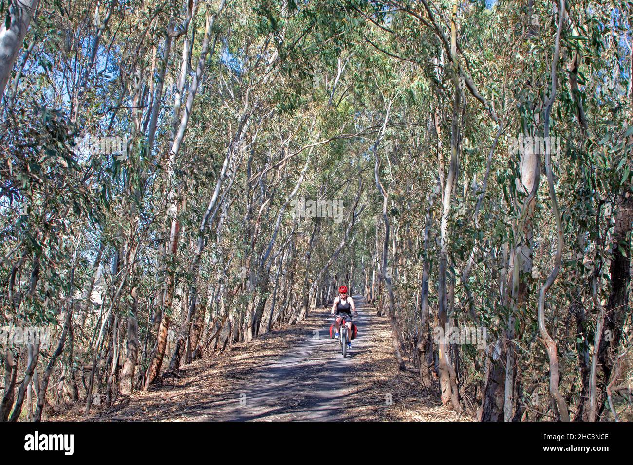 Cycling on the Great Victorian Rail Trail Stock Photo Alamy