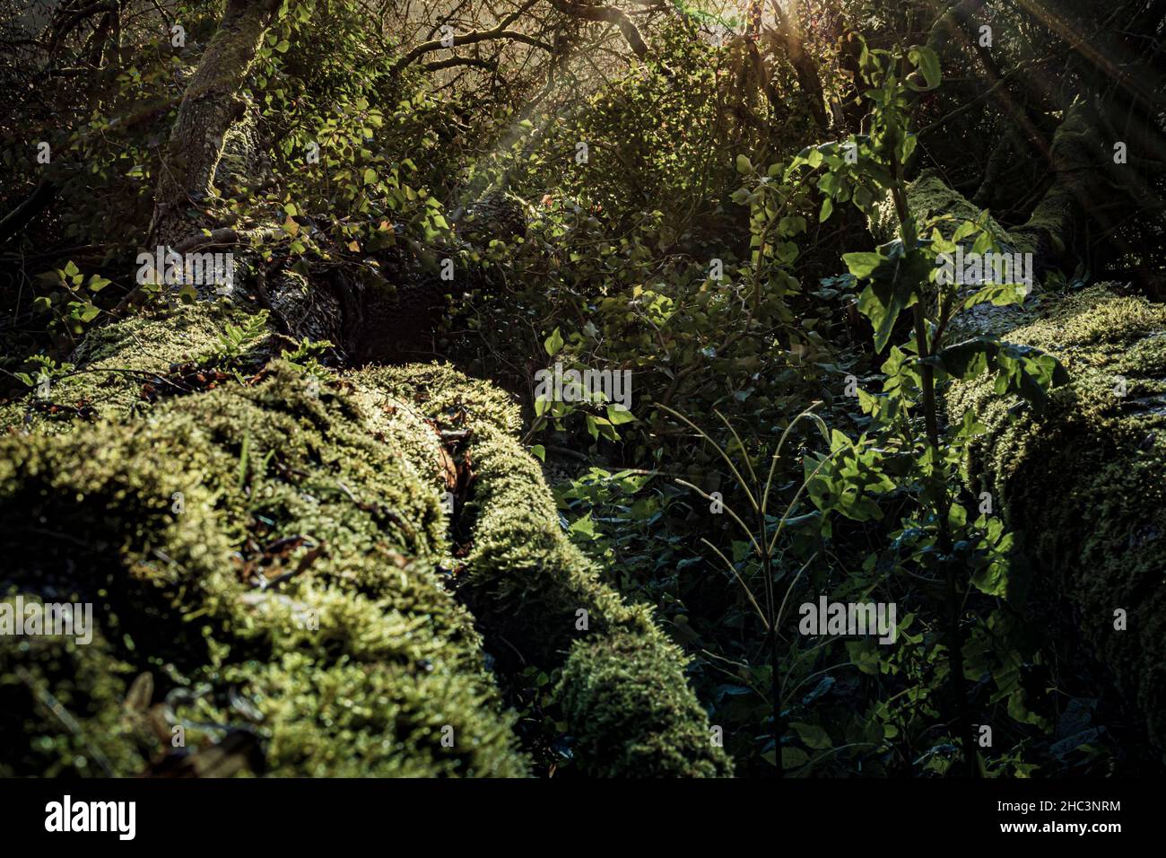 Dark, thick and moist rainforest trees and bush with moss. Beauty in nature. Stock Photo