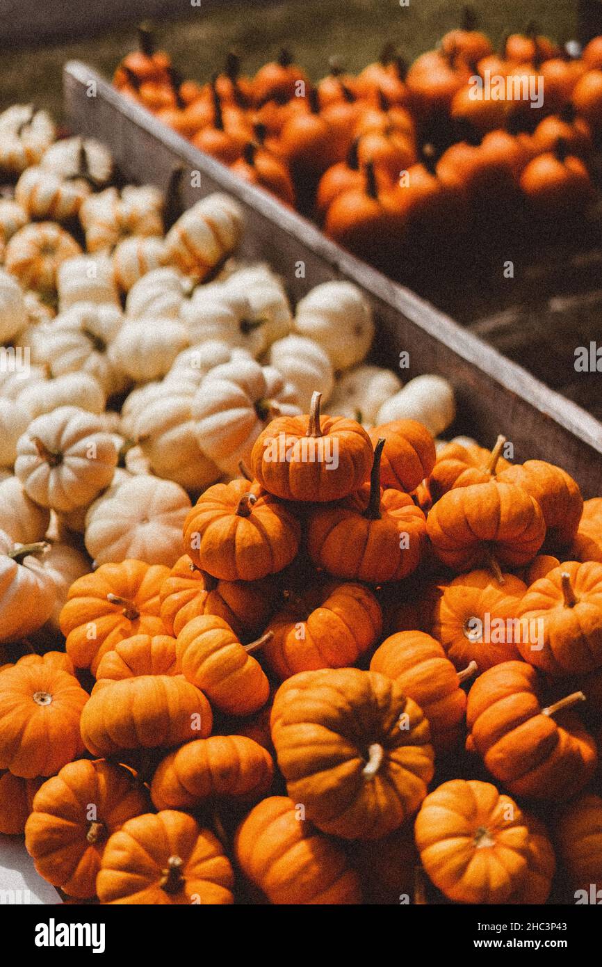 Pile of bright orange and white pumpkins in the box Stock Photo - Alamy