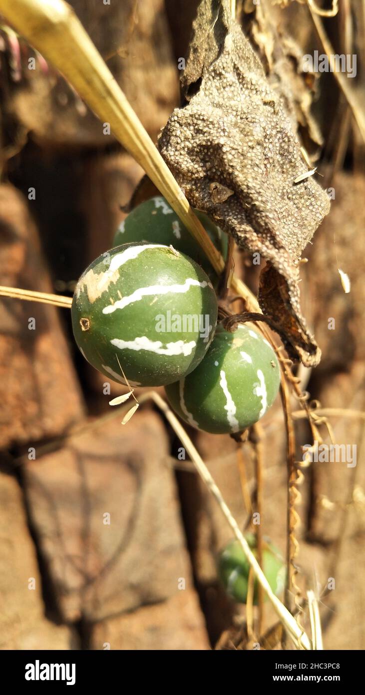 Diplocyclos palmatus. Native Bryony or Striped cucumber (Diplocyclos palmatus) Stock Photo