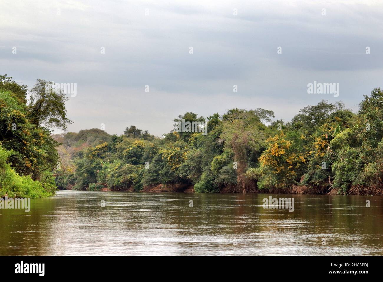 Gallery forest in the Pantanal Stock Photo