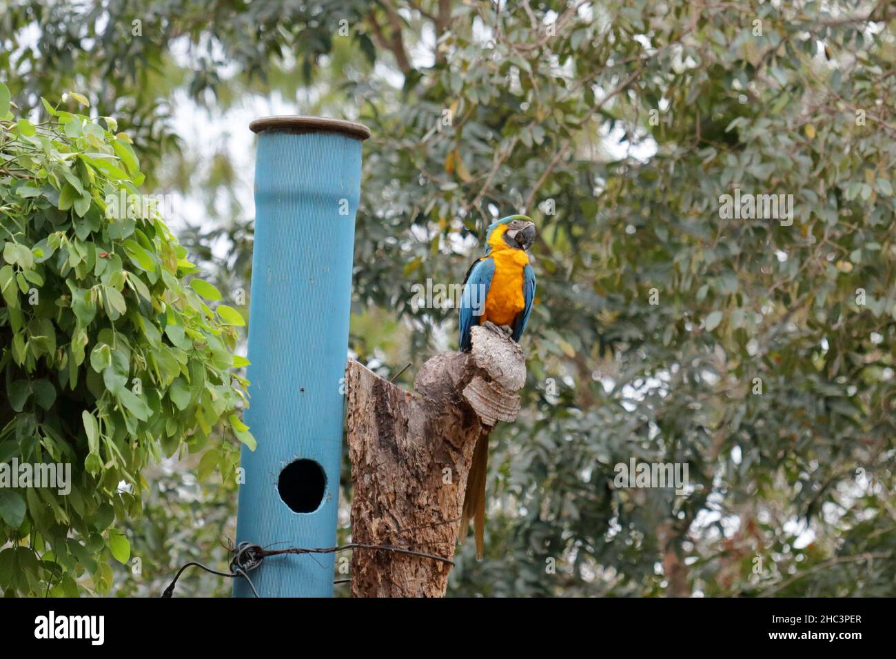 View of Macaw sitting near its nest box Stock Photo - Alamy