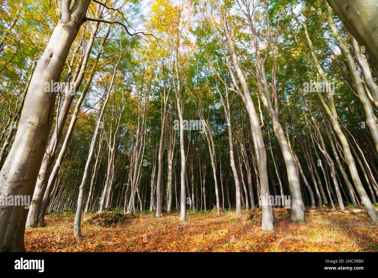 Low angle shot of tall trees in the forest Stock Photo - Alamy