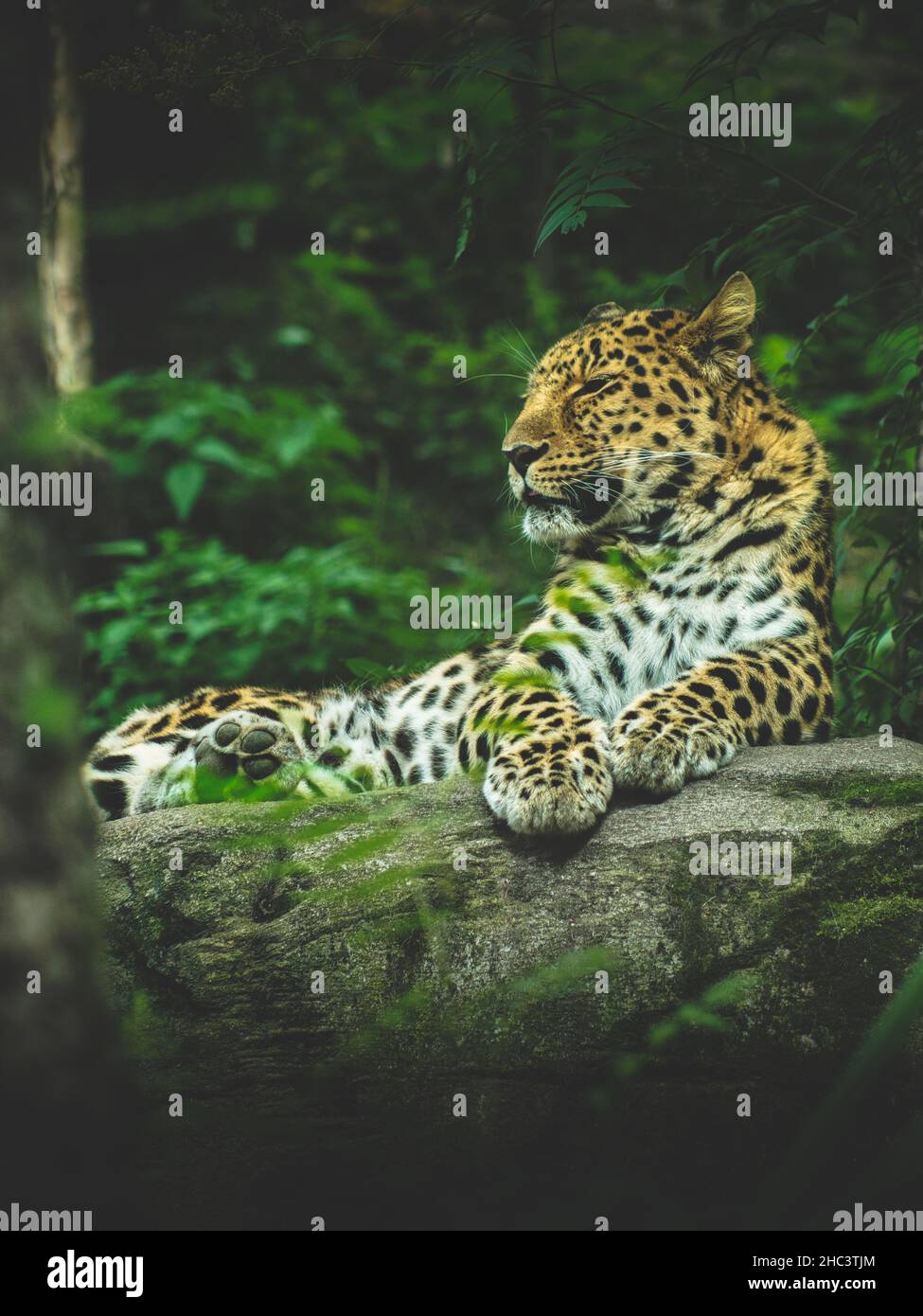 Leopard africa forest hi-res stock photography and images - Alamy