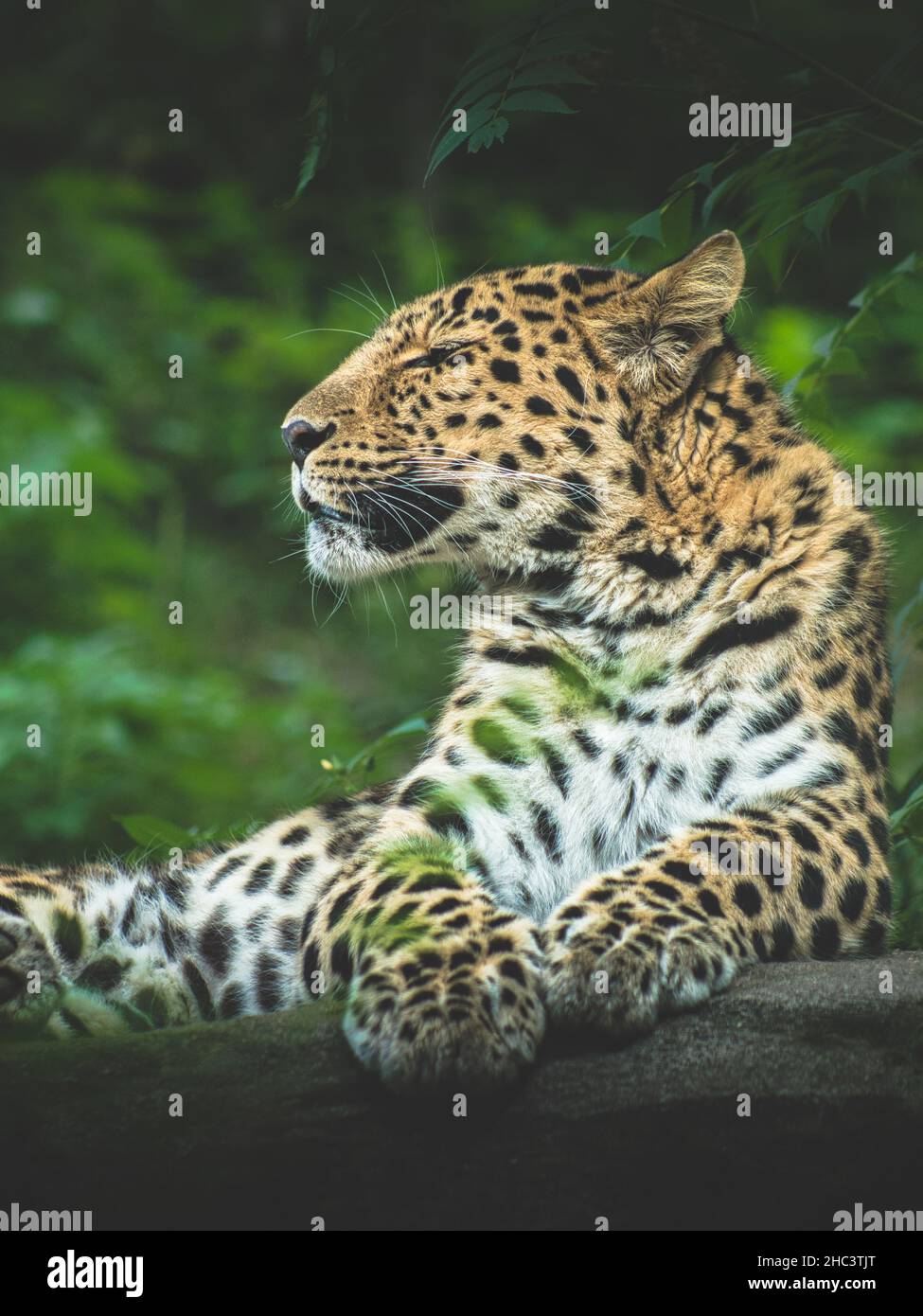 Leopard africa forest hi-res stock photography and images - Alamy