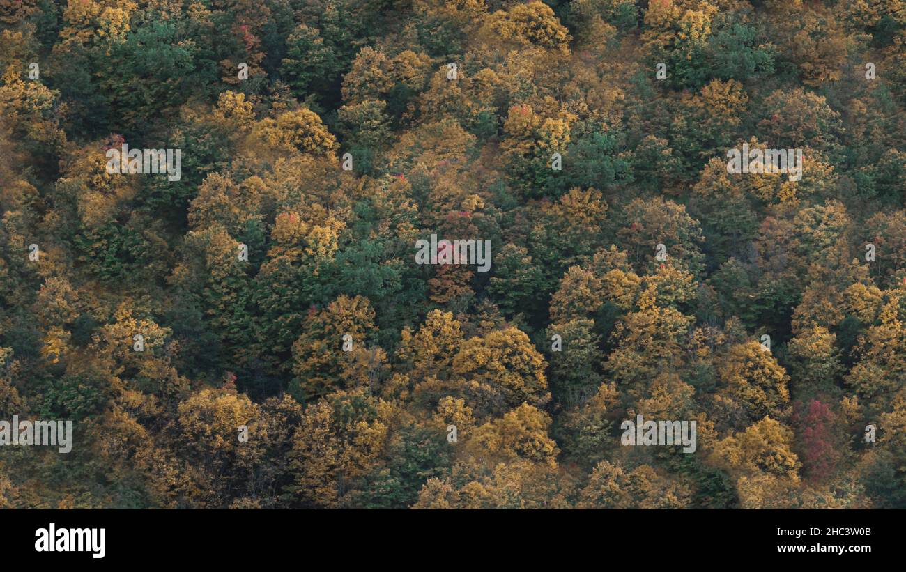 Aerial view green yellow forest hi-res stock photography and images - Alamy