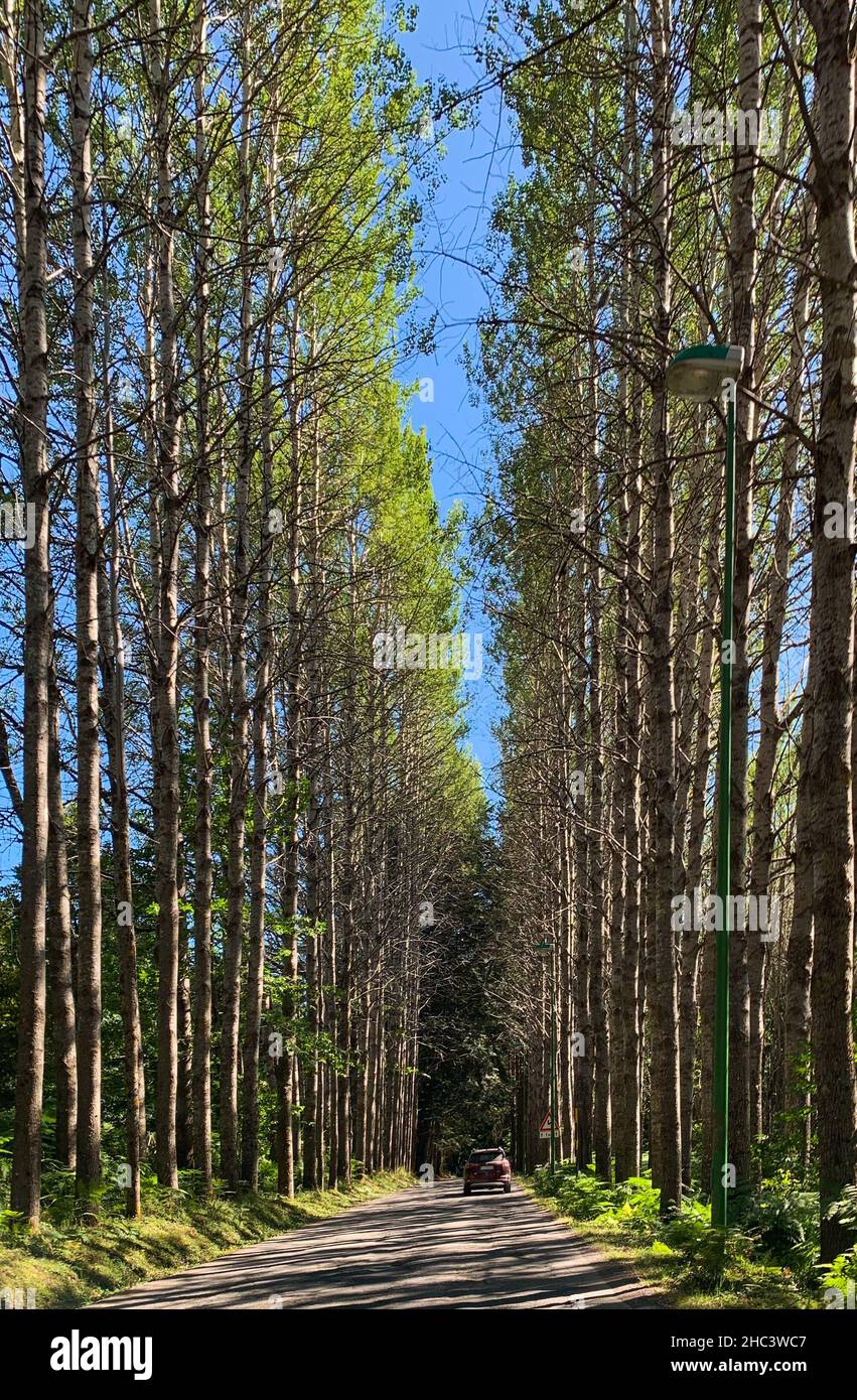 Vertical shot of a car on a road surrounded by tall trees Stock Photo ...