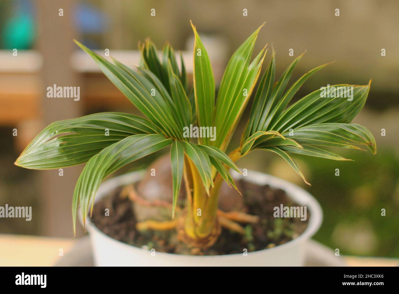Beautiful Coconut Bonsai Indoor Plant Stock Photo Alamy