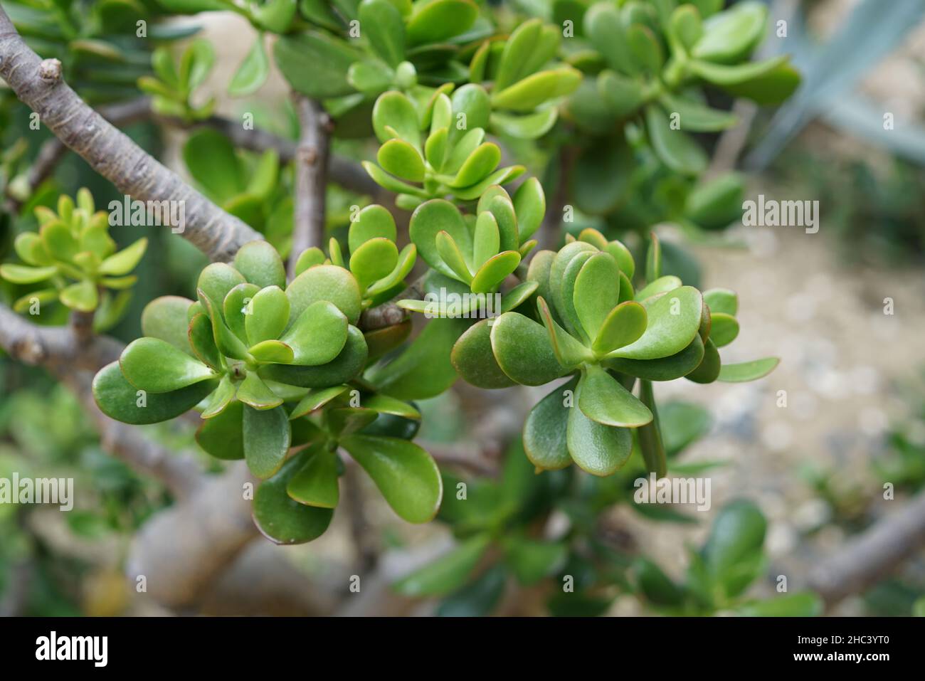 Closeup of Crassula ovata, commonly known as jade plant, lucky plant, money  plant or money tree Stock Photo - Alamy
