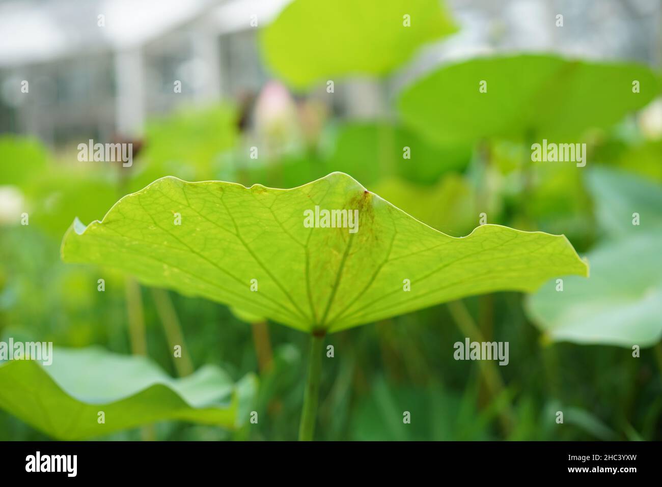 Closeup of the green lily pads. Green foliage Stock Photo Alamy