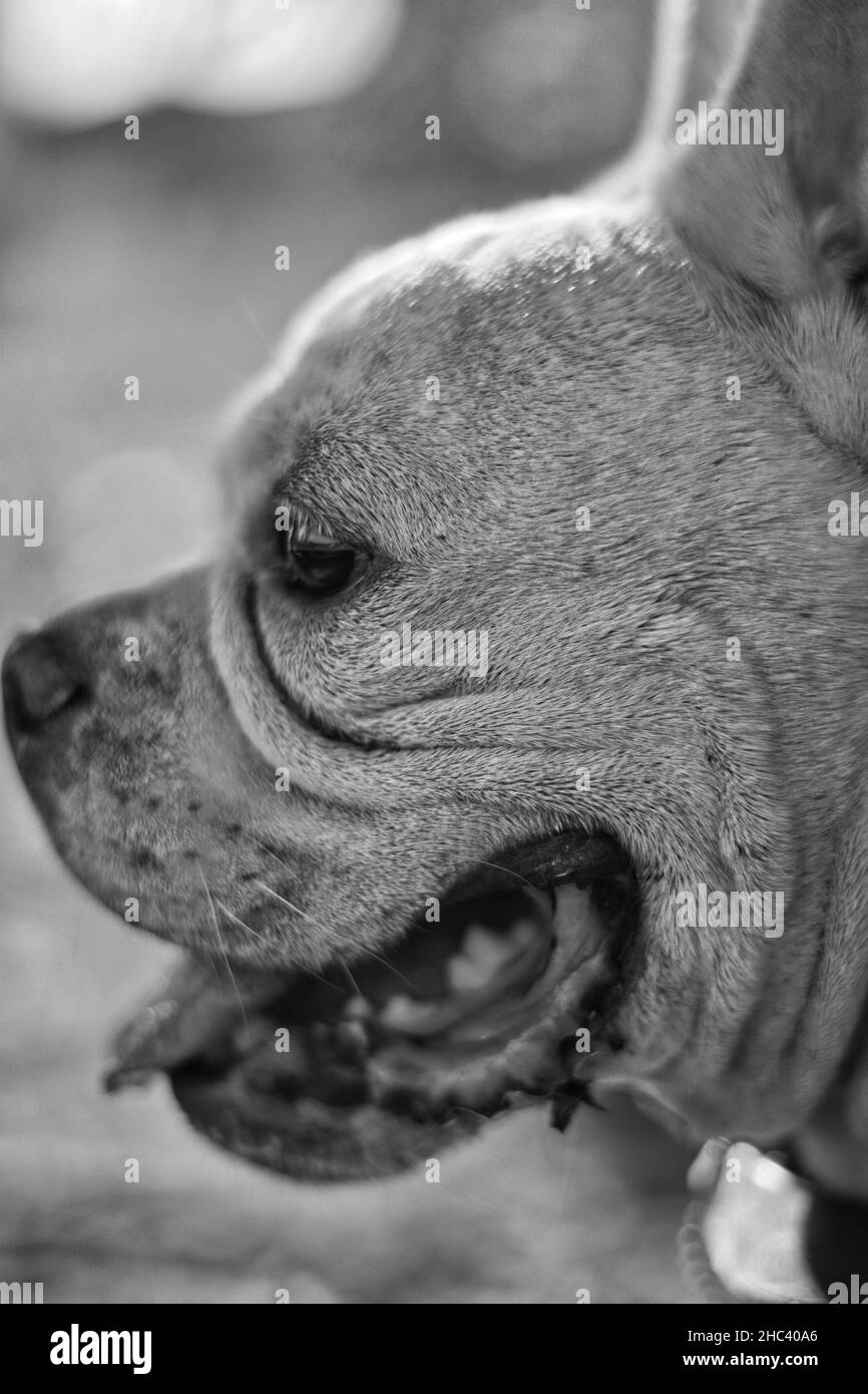 Vertical grayscale closeup shot of an American Staffordshire Terrier face Stock Photo