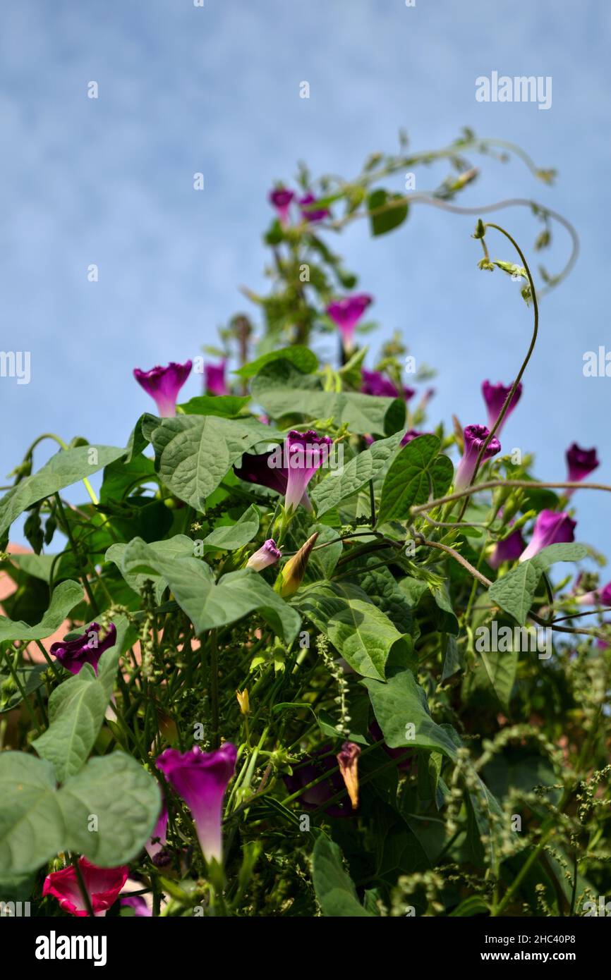 Flower reaching for the sky hi-res stock photography and images - Alamy