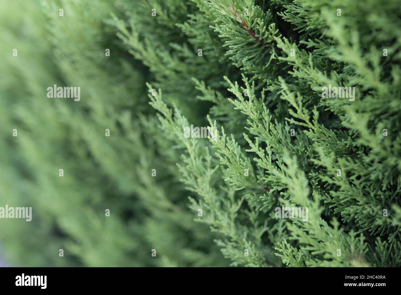 Poofy western red cedar branch, incense green tree in nature fresh air Stock Photo