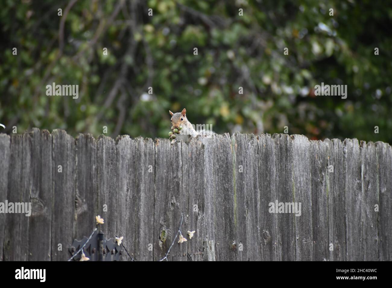 Cute little furry Chipmunks looking behind the wooden fence Stock Photo