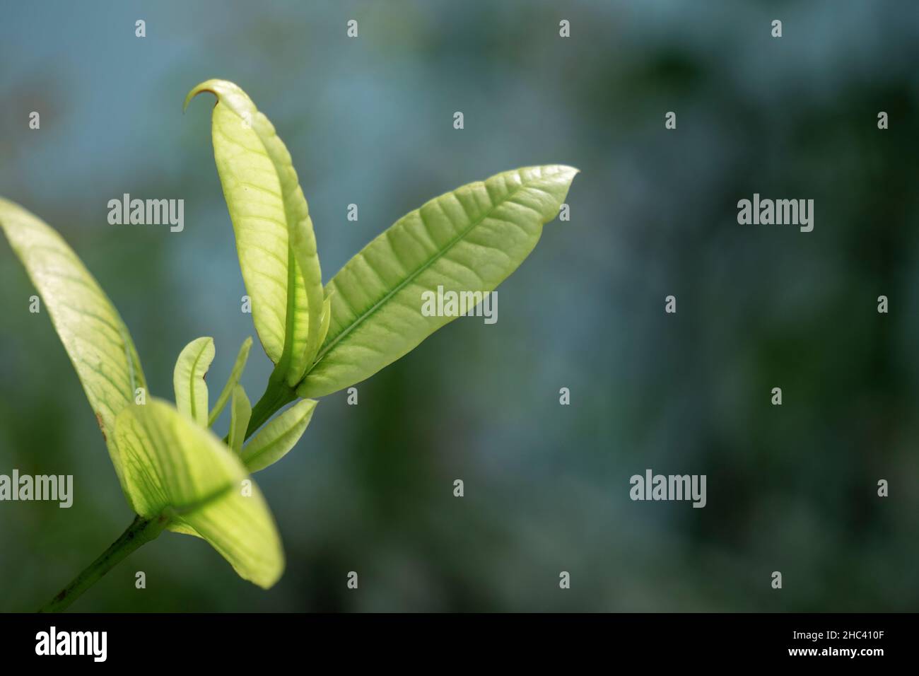 Side view of the growing green leaves of the plant on the blurry background Stock Photo