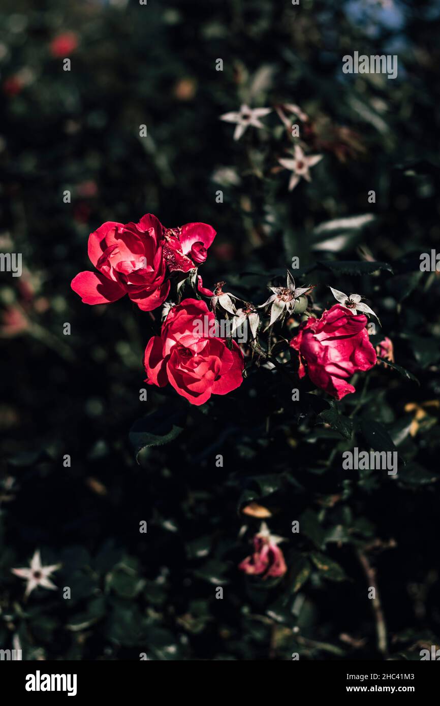 Vertical Red Roses Vertical closeup of the bush with red roses Stock Photo - Alamy