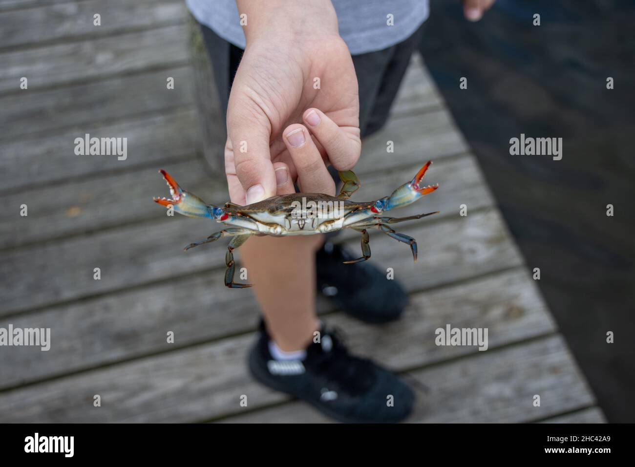 Closeup of the Chesapeake blue crab held by the boy's hand. Callinectes sapidus. Stock Photo