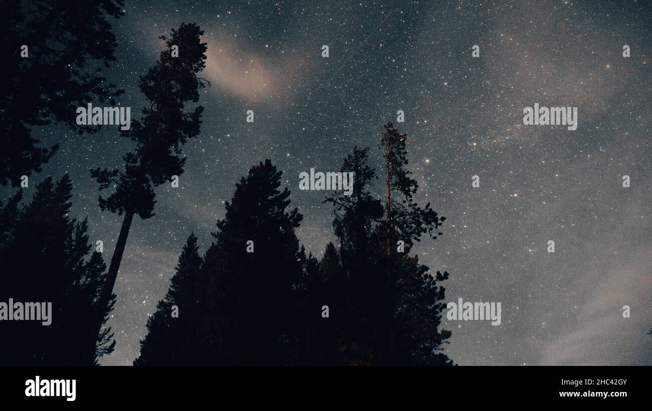 Mesmerizing starry sky with pine tree silhouettes - perfect for wallpaper Stock Photo