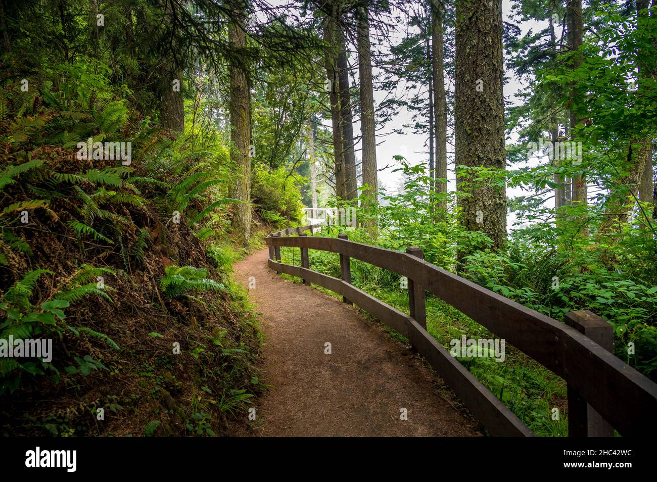 Beautiful pathway surrounded by lush green nature in a forest Stock ...