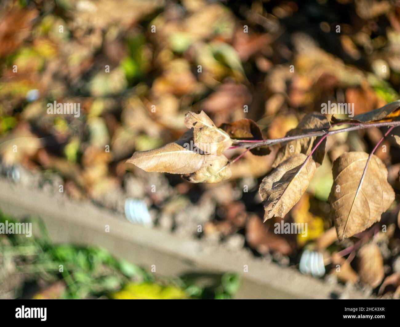 yellowed leaves on a tree in the garden, in autumn Stock Photo