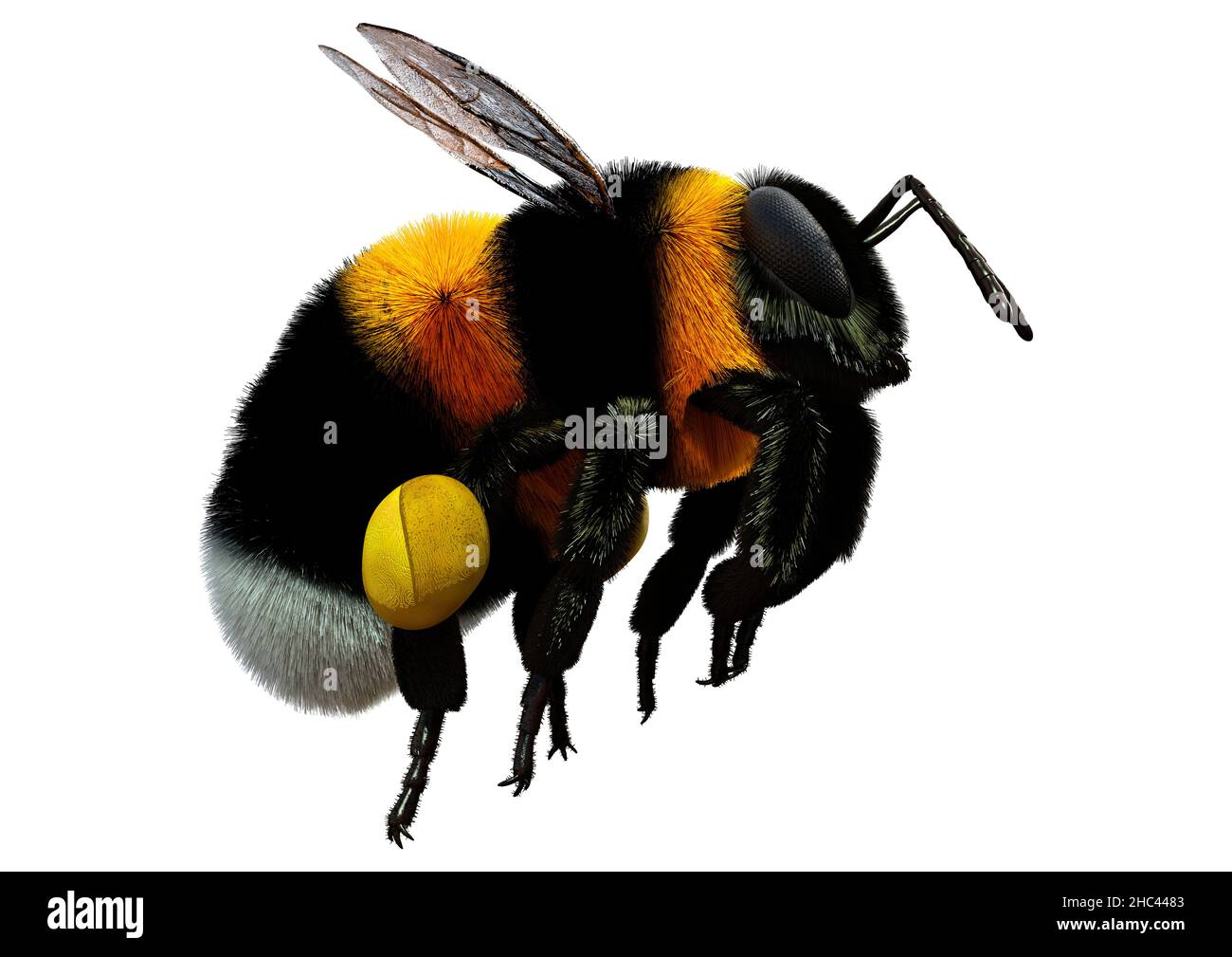 3D rendering of a bumblebee insect isolated on white background Stock ...