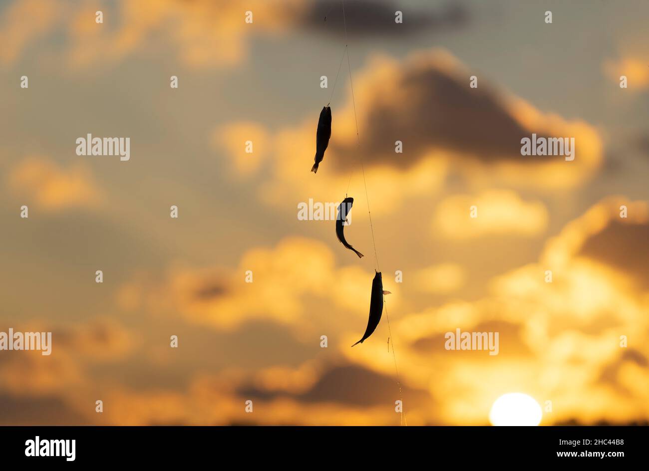 Silhouette of some small fishes at sunset. Stock Photo