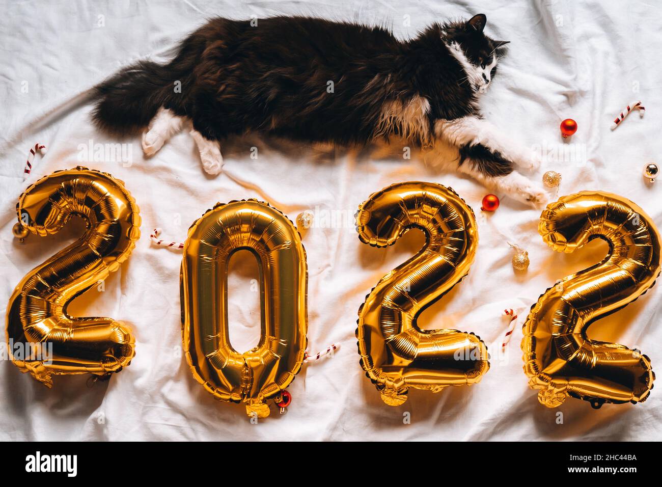 Kittens For Christmas 2022 Christmas Cat 2022. Black Cute Kitten With Gold Foil Balloons Number 2022  New Year On Festive Cozy White Blanket At Sweet Home. Good New Year Spirit  Stock Photo - Alamy