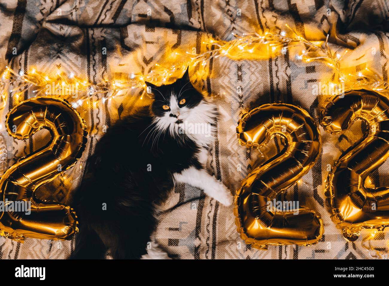 2022 Spirit Of Christmas Christmas Cat 2022. Black Cute Kitten With Gold Foil Balloons Number 2022 New Year On Festive Cozy Knitted Blanket At Sweet Home. Good New Year Spirit Stock Photo - Alamy