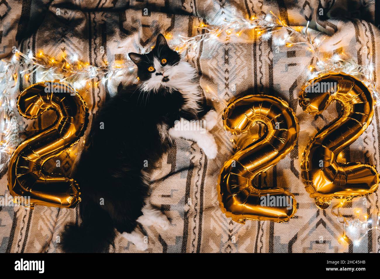 2022 Spirit Of Christmas Christmas Cat 2022. Black Cute Kitten With Gold Foil Balloons Number 2022  New Year On Festive Cozy Knitted Blanket At Sweet Home. Good New Year Spirit  Stock Photo - Alamy