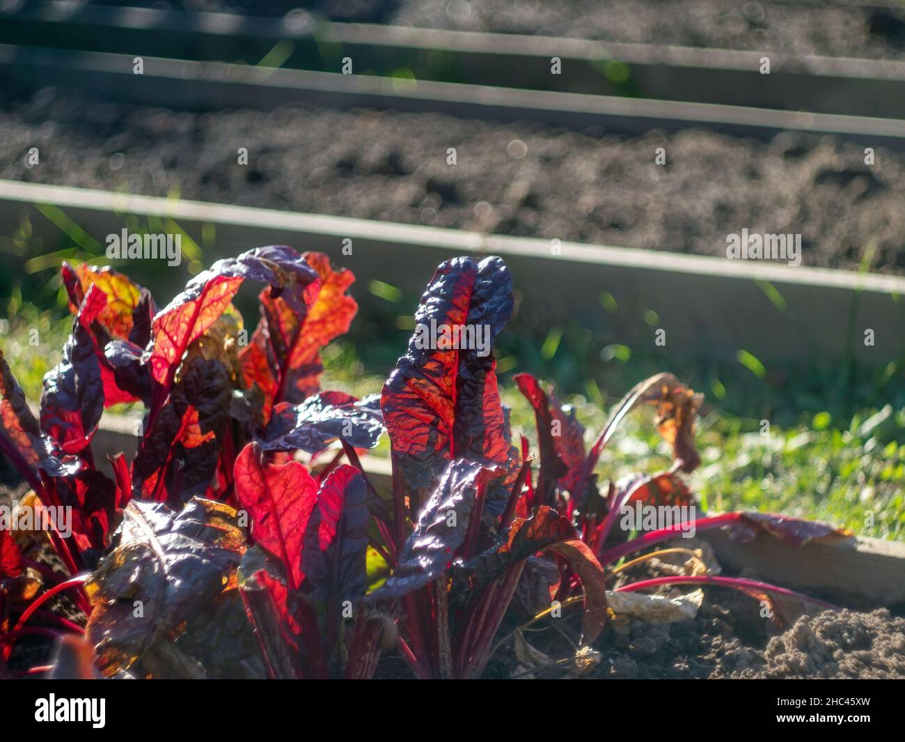 chard salad on the bed, in autumn Stock Photo
