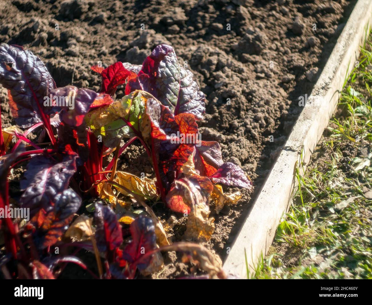 chard salad on the bed, in autumn Stock Photo