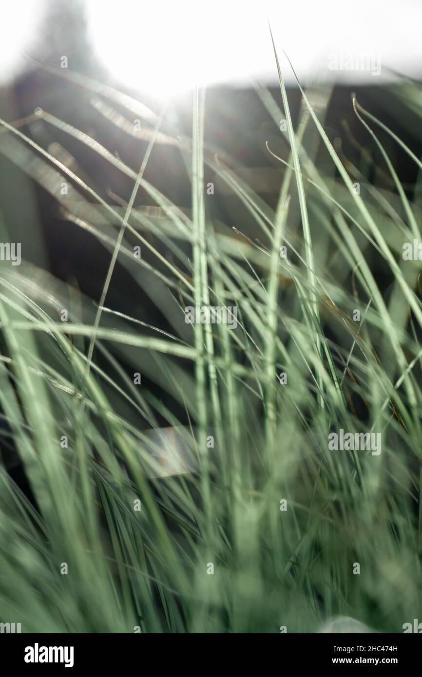 Vertical closeup shot of thin green grass blades Stock Photo