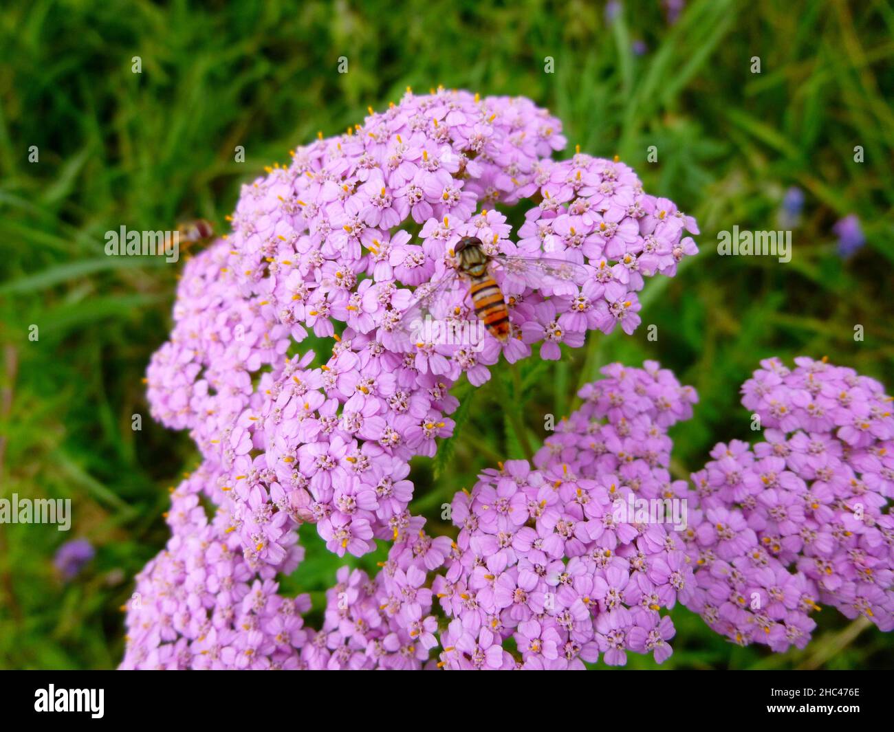 Pink flowers of yarrow close up. Achillea millefolium plant. Grows in a  meadow in Siberia Russia. Striped wasps collecting nectar Stock Photo -  Alamy