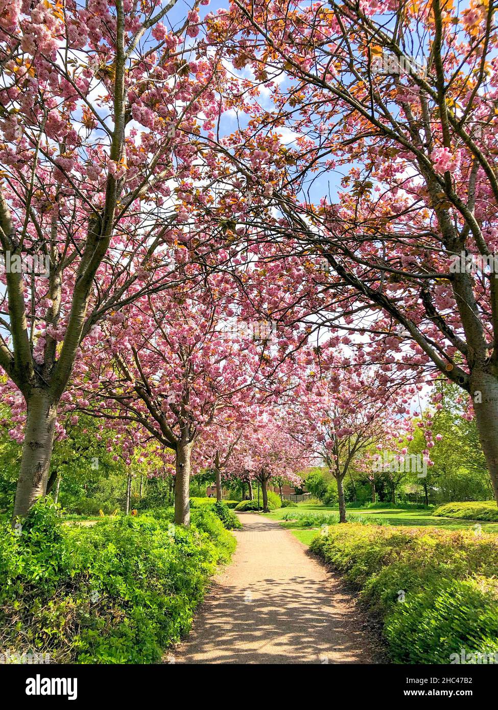 Vertical shot of blooming cherry trees in Milton Keynes, UK Stock Photo